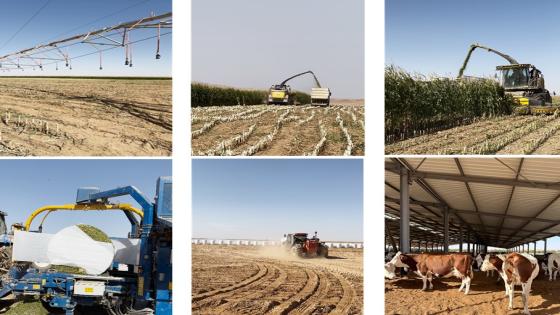 L’agriculture saharienne : une réalité contrastée (Par Dr. Md. Cherif Belmihoub)